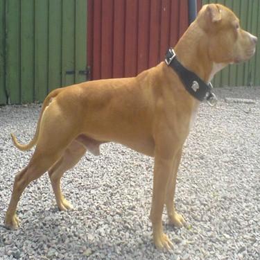 Bruhns Red Bandit Pit Bull Sire.jpg
